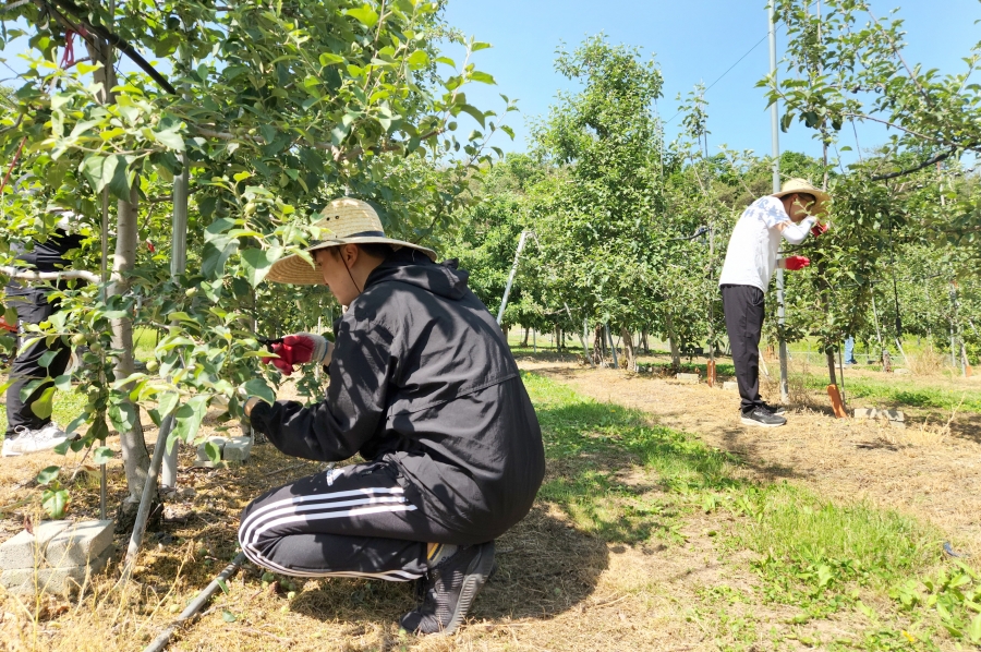 청송군 공무원들, 일손부족 농가 일손돕기 나서 230525.jpg